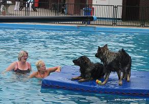Oudduitse Herders zwemmen in een zwembad